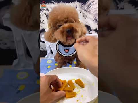 Video: 5 cách cho chó ăn bí ngô