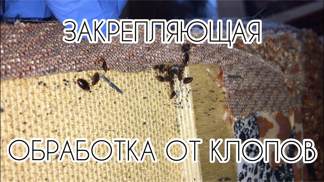Обработка от клопов череповец. Памятка по обработке от клопов. обработка от тараканов памятка. памятка от тараканов.