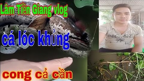 Cắm cá lóc đồng 1 mình trong đêm Cắm chưa hết cần đã dính cá tung muốn gãy cần #fishing#lamtiengiang