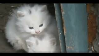 Funny ANIMALS videos 😊 Funniest CATS 😹 and DOGS 🐶 2024 by Gnat Vova 612 views 1 month ago 8 minutes, 12 seconds