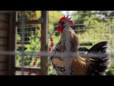 אצא לי השוקה Hd 