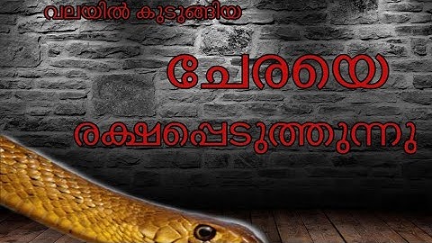 Rescued a RAT SNAKE from the fishing net, #Ratsnake, #snake rescue