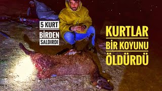 GECE 5 KURDUN SALDIRISINA UĞRADIK-- BİR KOYUNU ÖLDÜRDÜLER BİR KOYUNU DA SON ANDA KURTARDIK