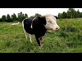 Пора сокращать поголовье.🐮🐮🐮🐮