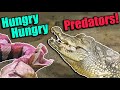 Feeding the PREDATORS at the RAD Zoo! (with Clint's Reptiles!)