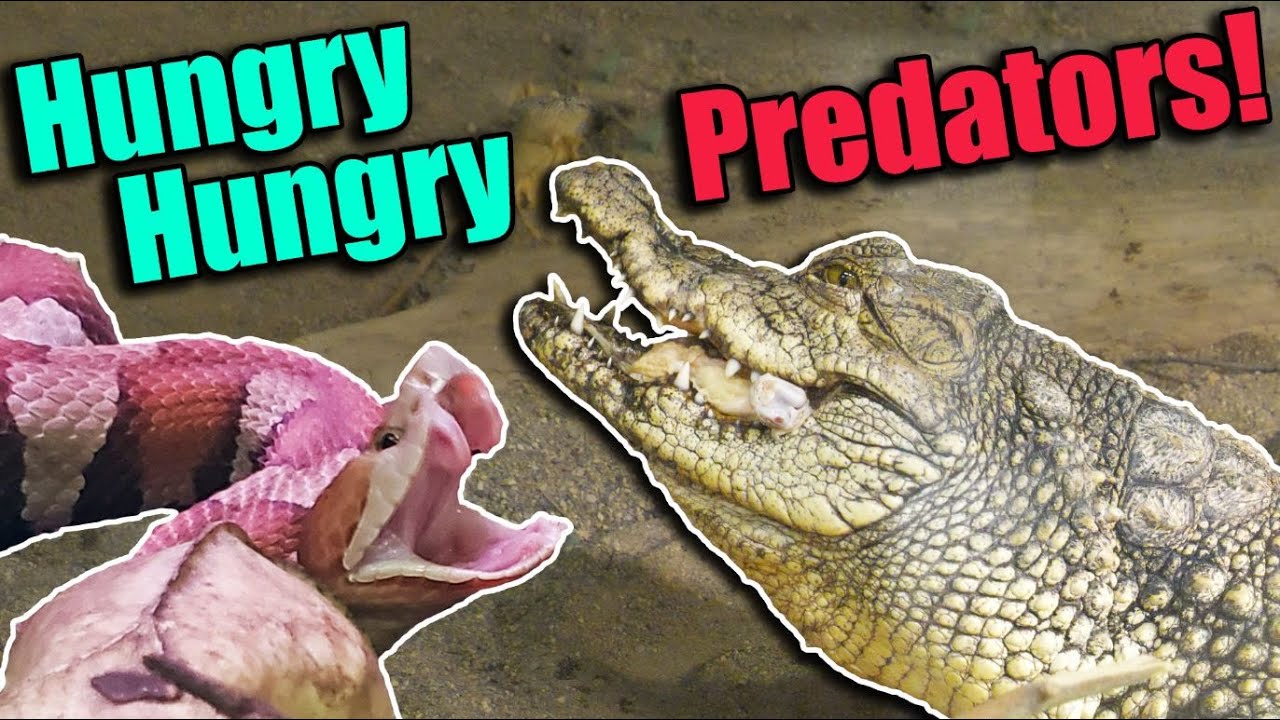 Feeding the PREDATORS at the RAD Zoo! (with Clint's Reptiles!) - YouTube