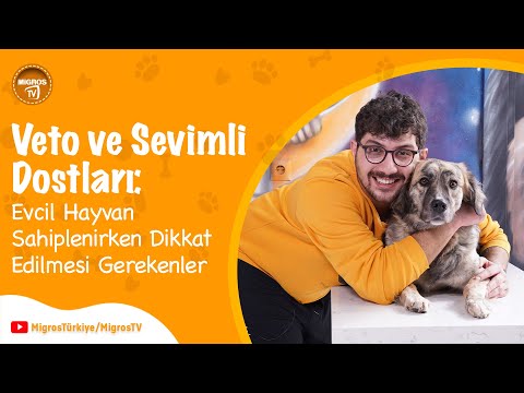 Video: Kısırlaştırma veya Spaying Sonrası Evcil Hayvanların Gecede Kalması Gerekiyor mu?