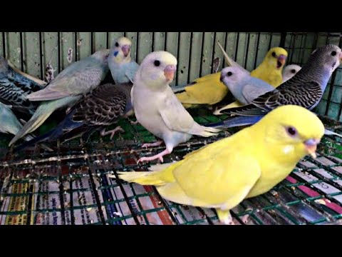 Video: Budgies ăn gì?