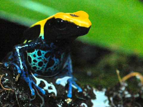 camera iphone 8 plus apk Dyeing Poison Frogs