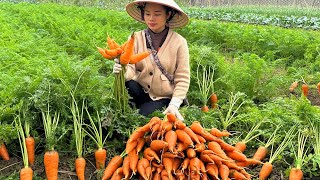 Harvesting carrots to sell at the market  process of making carrot jam