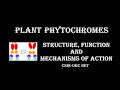 Phytochromes structure function and mechanisms of action