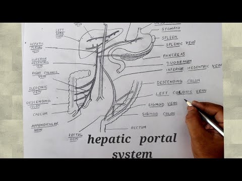hepatic portal system class 11 l portal system class 10 l drawing - YouTube