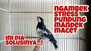 Mengatasi jalak suren Stres  Ngambek/Pundung, macet bunyi