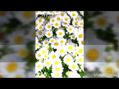 ياعمري أحبك موت