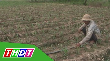 Đồng Tháp hỗ trợ chuyển đổi trồng bắp | THDT