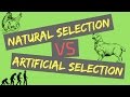 Natural Versus Artificial Selection in Evolutionary Processes