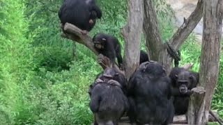 Apes playfully tease their friends just like us – study screenshot 5