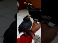 Burung jalak kebo pintar ngomong Ngajarin Burung beo ngomong