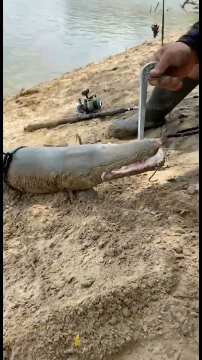 Catching Alligator Gar