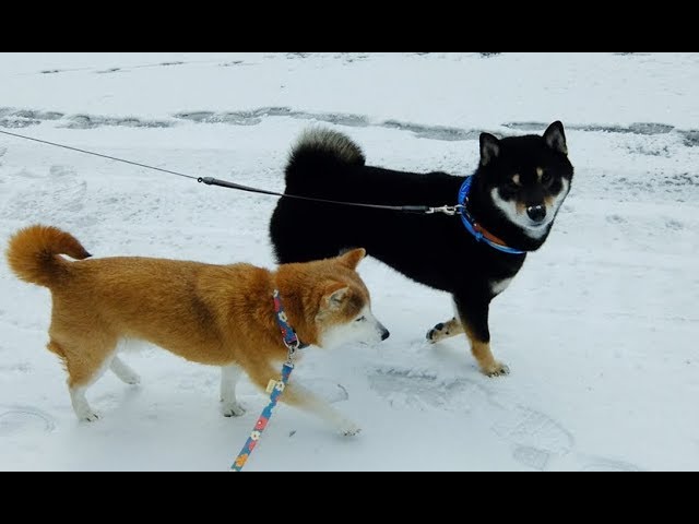 柴犬ひかいちと黒柴くん 雪のドライブ＆お散歩 Shiba Inu strolls in the snow