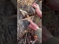 Un gros sanglier armé prélevé par un chasseur !