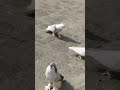 #kabutar #pigeonhouse #viral #viralvideo
