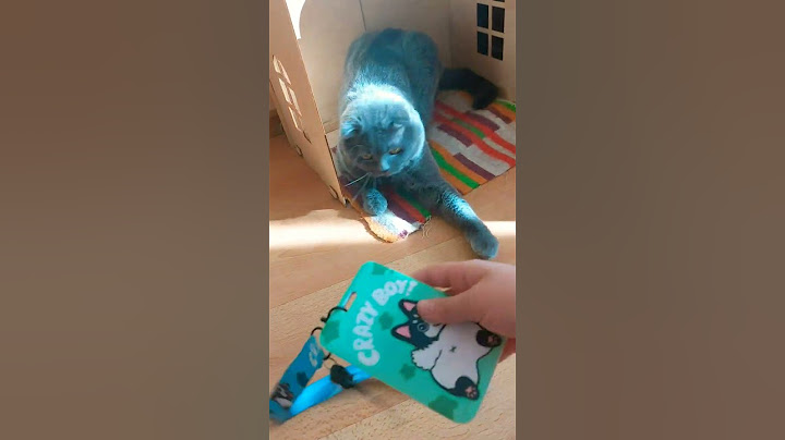 Нормальный ленивый кот😂
