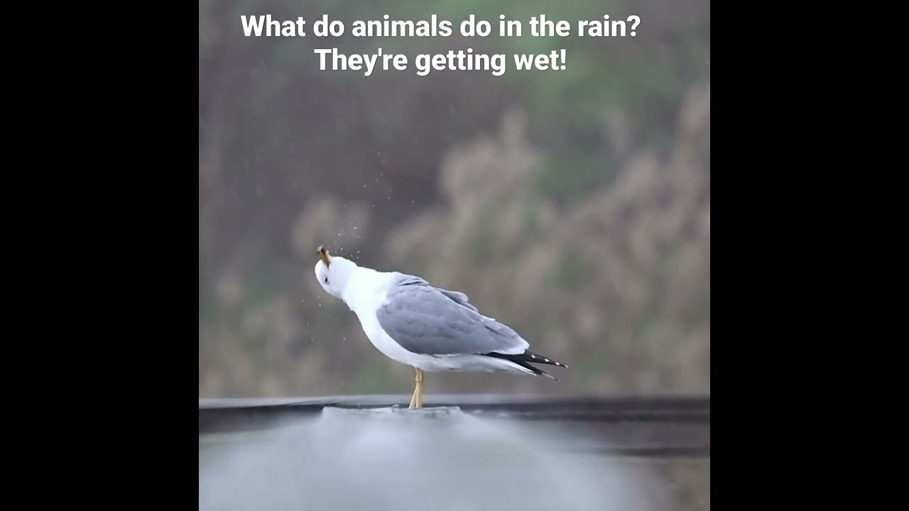 What do animals do in the rain? They're getting wet! - YouTube