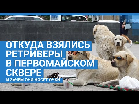 Удивительная история собак, которые ходят в очках | NGS.RU
