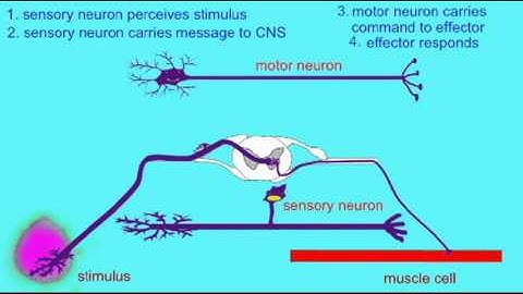 SPINAL CORD  MONOSYNAPTIC REFLEX