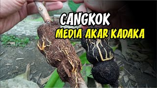 CANGKOK DENGAN MEDIA AKAR KADAKA