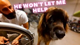 Unbelievable Cuteness: Giant Leonberger Helps Clean Bike & Steals Hearts!