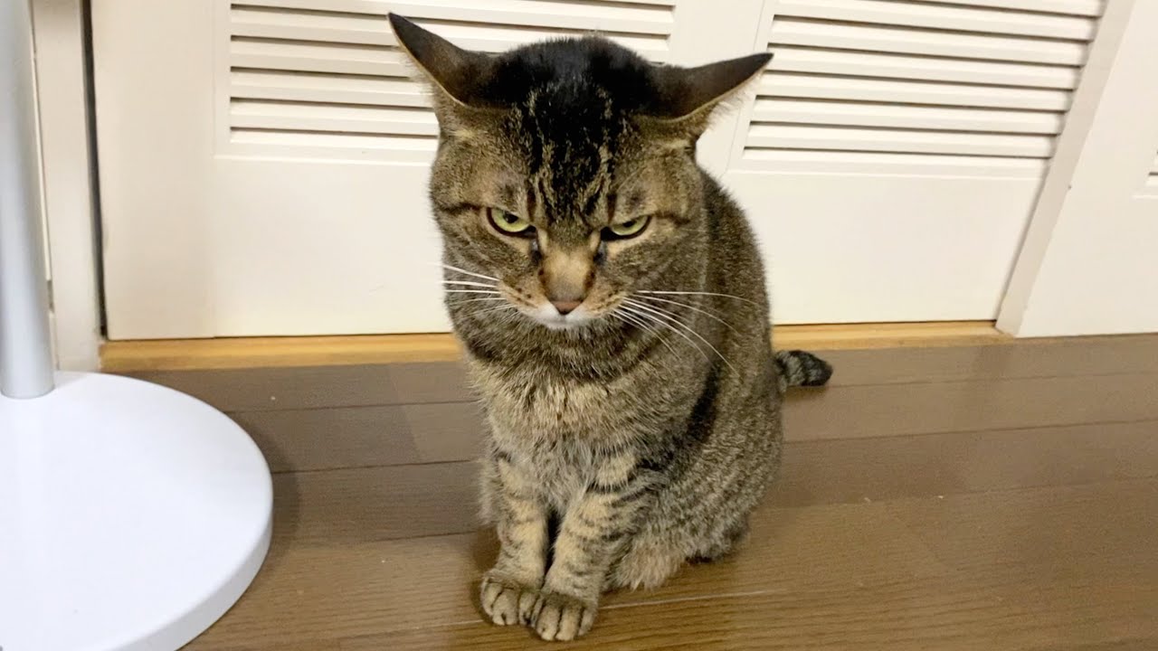 A ferocious cat that snaps at its owner for not feeding it