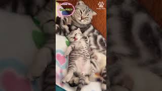 naughty cat angels - funny cat videos collection 2024