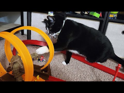 Cat Reaction to NEW Cat Toy - (Funny Cat Toy Reaction)