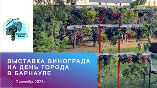 Выставка винограда на день города в Барнауле 02.09.2023