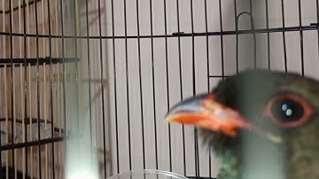 #part3 MASTERAN TENGKEK BUTO GACOR SUARA JERNIH SPEED RAPAT Audio Jernih Real Video 