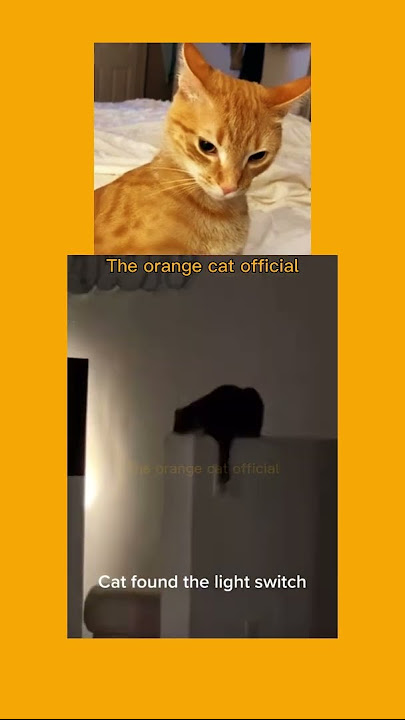 orange SUBs....🧡 #short #theorangecat #cat