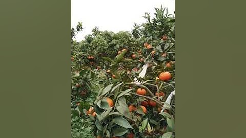 Bưởi diễn lục ngạn bắc giang