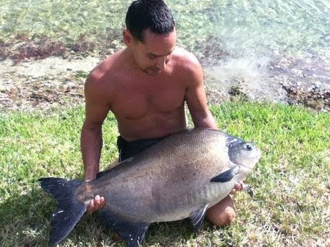 pauly s miami pacu bigger than jeremy wades amazon pacu youtube