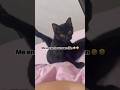miren la reacción de este lindo gatito 😸