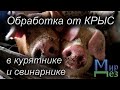 Обработка от крыс в курятнике и свинарнике. МирДез (2023г) 10