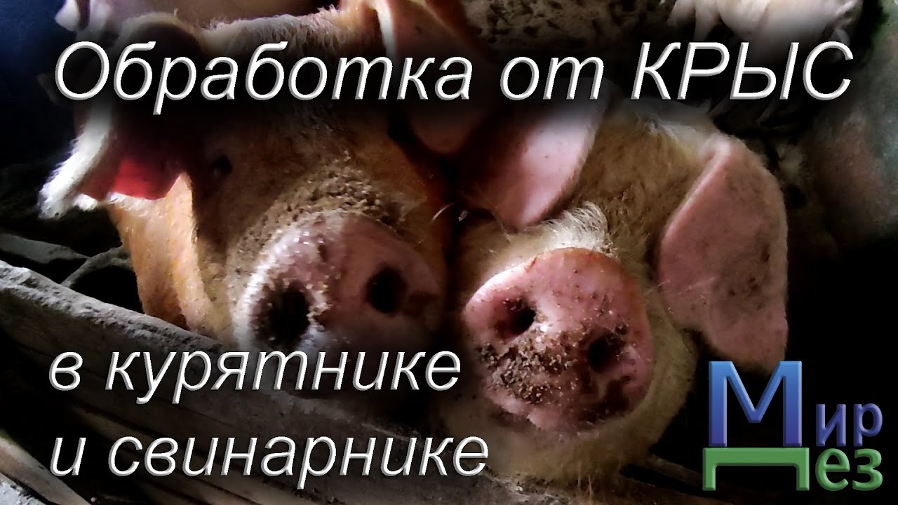 Обработка от крыс в курятнике и свинарнике. МирДез (2023г) 10 - YouTube