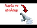 Голуби молодняки на продажу. Все вопросы в личку/номер телефона+77012184683