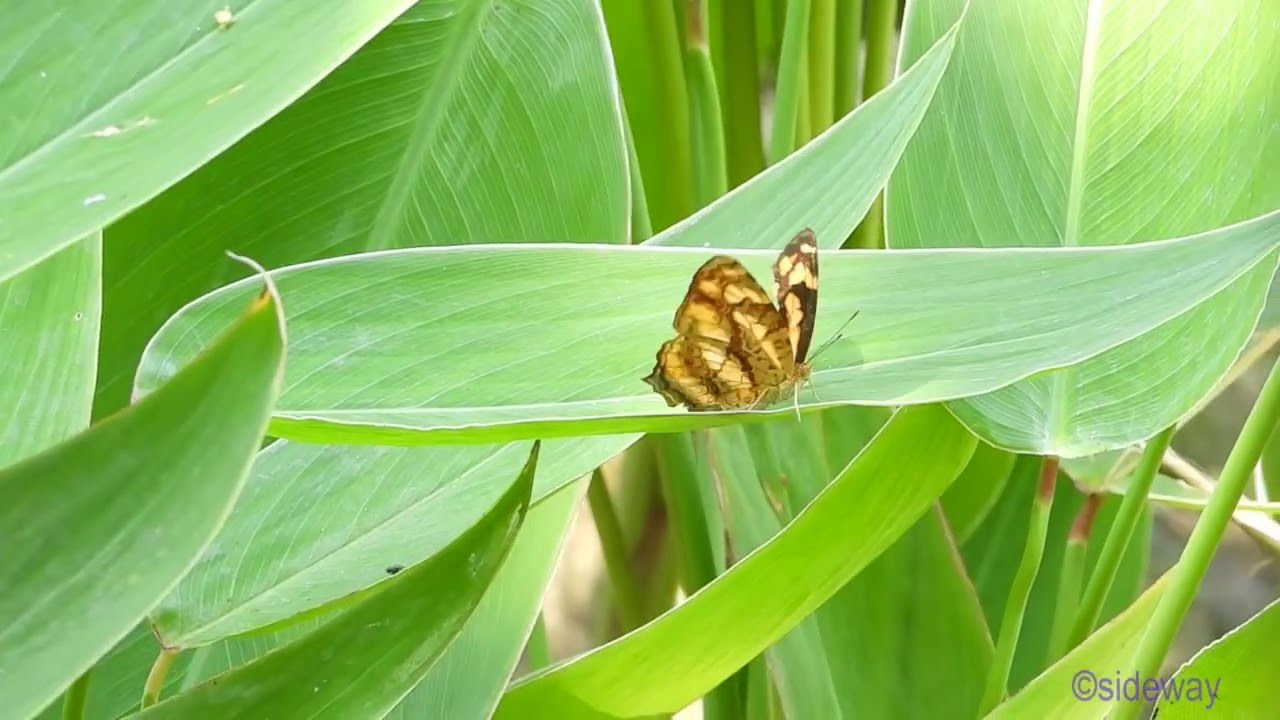 butterfly.250303101p02np-symbrenthia lilaea 散紋盛蛺蝶-A001C02