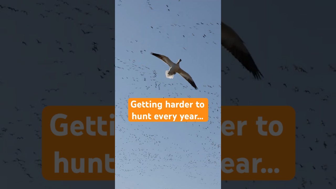 Белые гуси умнее, чем вы думаете! Охота в Небраске, часть 19