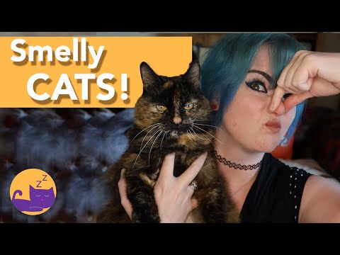 वीडियो: बिल्लियों से बदबू क्यों आती है?