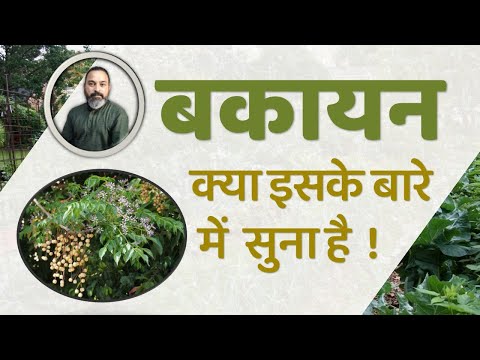 वीडियो: क्या बटरकप को डेडहेड कर देना चाहिए?