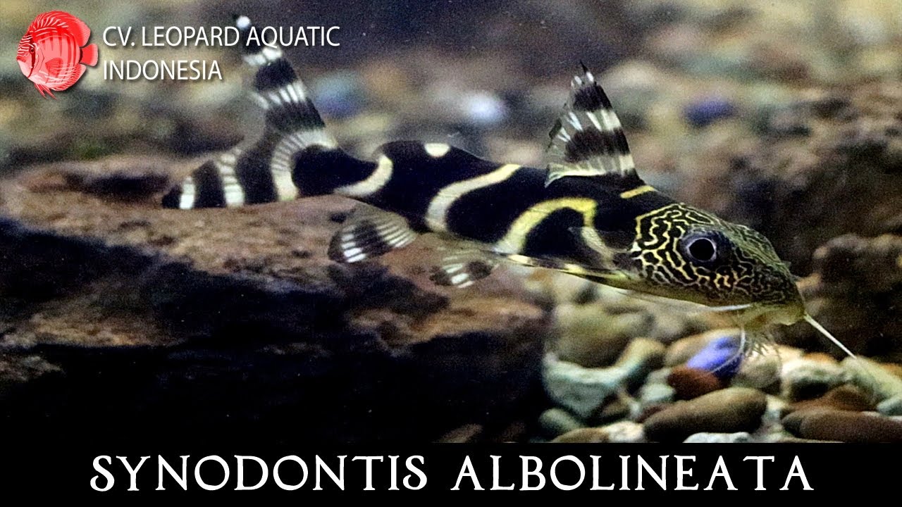 Synodontis albolineata. The REMARKABLE Mustard Catfish. (Leopard