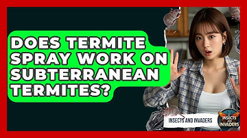 Does Termite Spray Work On Subterranean Termites? - Insects and Invaders